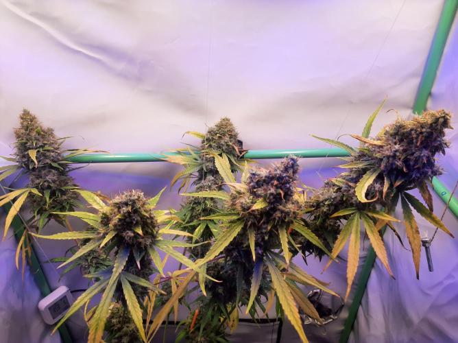 Super³Sativas. Week 16 - Nevilles Haze