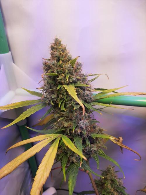 Super³Sativas. Week 16 - Nevilles Haze