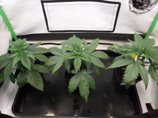 Taste the Terps 🍊. Week 5 - Day 30