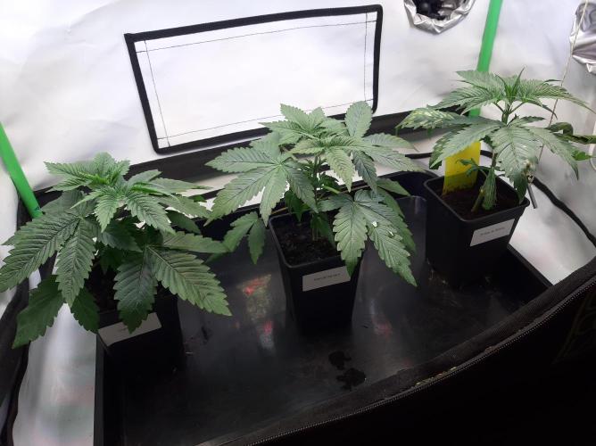 Taste the Terps 🍊. Week 5 - Day 30