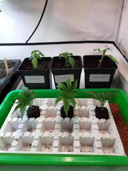 Taste the Terps 🍊. Week 5 - Day 32 - cuttings 