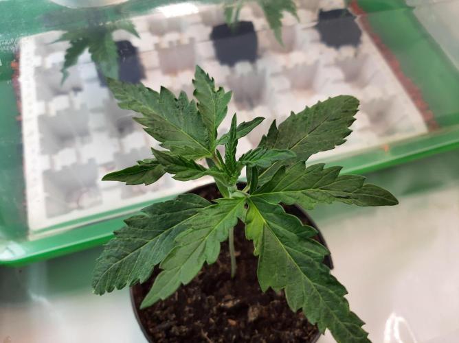 Taste the Terps 🍊. Week 5 - Day 32 - 2nd Z&Z with problems