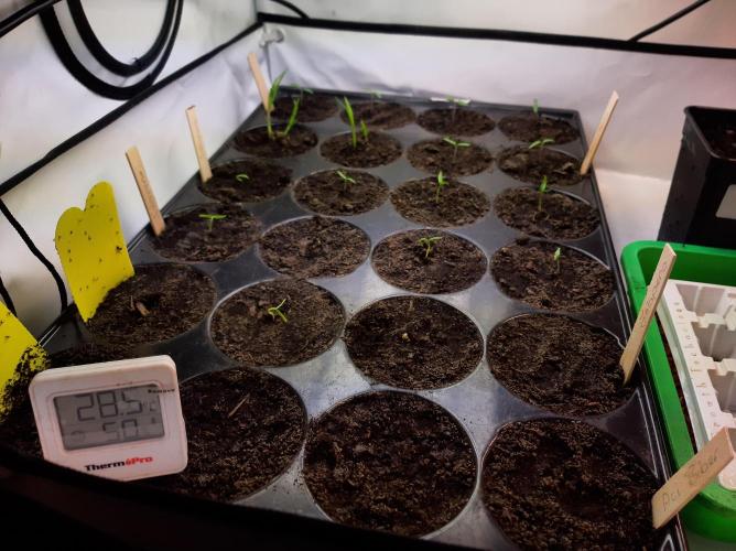 Taste the Terps 🍊. Week 5 - Jalapenos, Piment d'Espelette, Aci Biber sivri, and Black Cherry