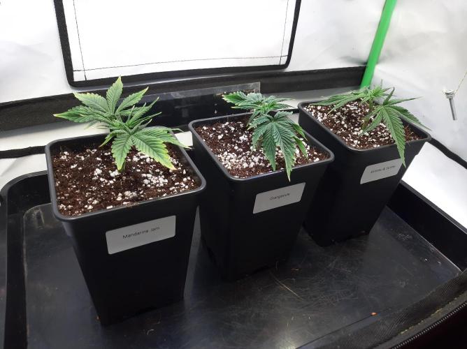Taste the Terps 🍊. Week 7
