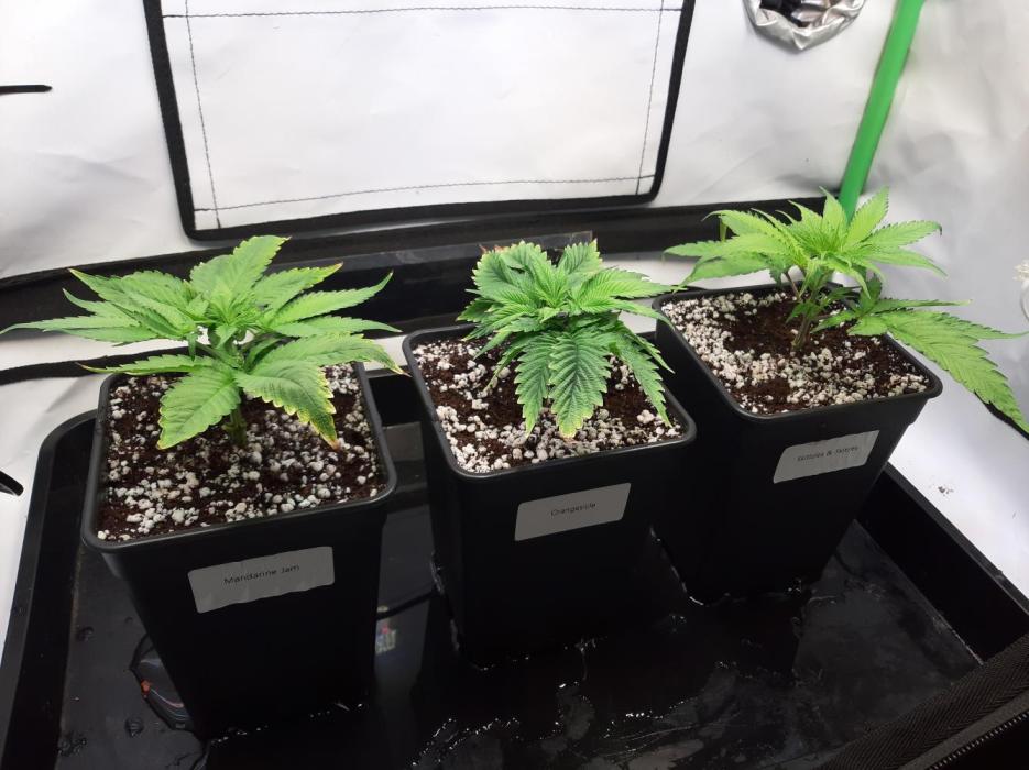 Taste the Terps 🍊. Week 8