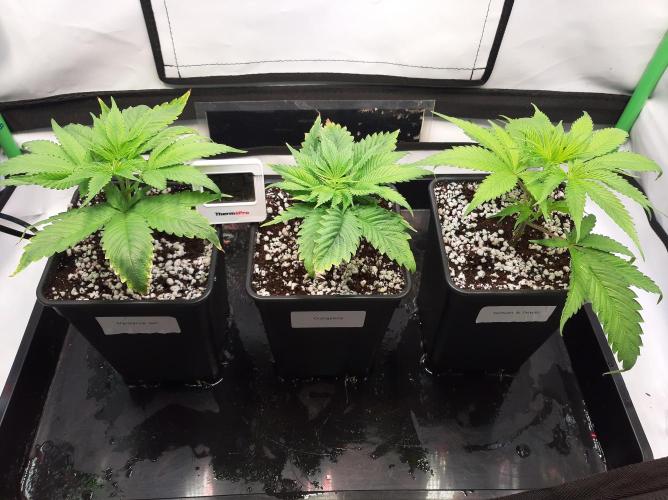 Taste the Terps 🍊. Week 9 - Flower day 1