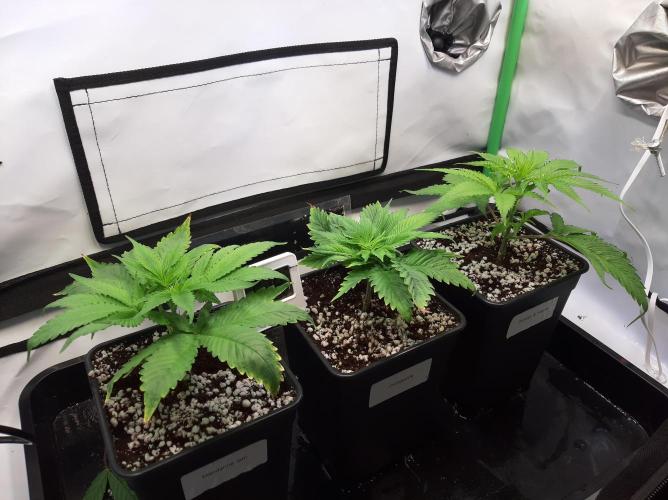 Taste the Terps 🍊. Week 9 - Flower day 1