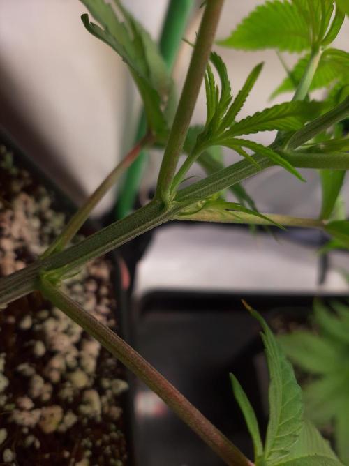 Taste the Terps 🍊. Week 9 - Flower day 2