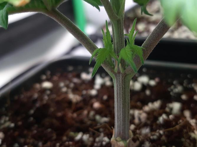 Taste the Terps 🍊. Week 9 - Flower day 2