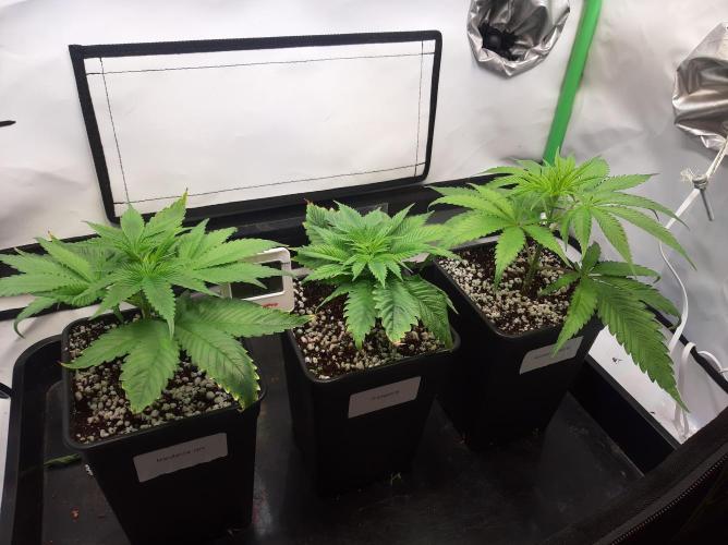 Taste the Terps 🍊. Week 9 - Flower day 2