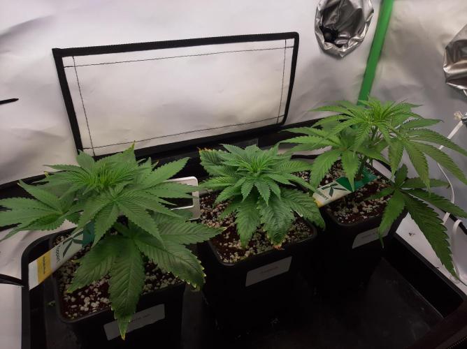Taste the Terps 🍊. Week 9 - Flower day 3