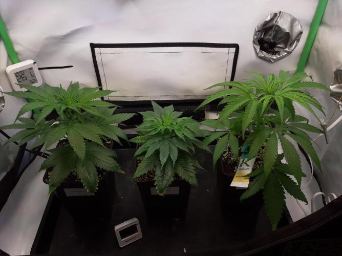 Taste the Terps 🍊. Week 10 - Day 8 of flowering