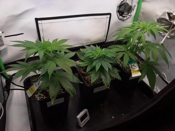 Taste the Terps 🍊. Week 10 - Day 8 of flowering