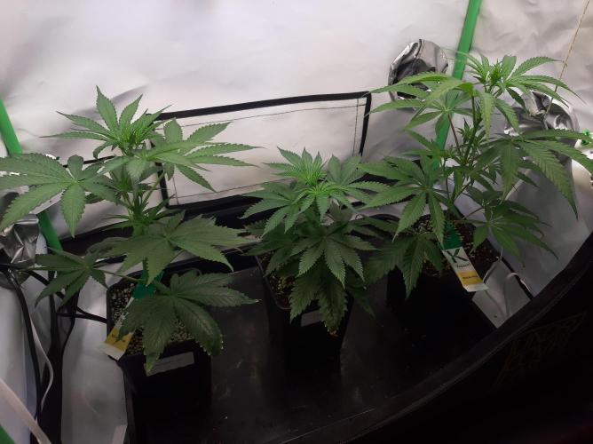 Taste the Terps 🍊. Week 10 - Day 10 of flowering