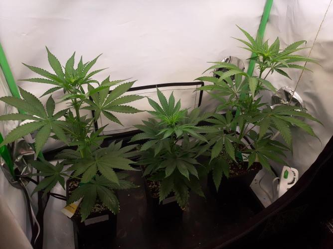 Taste the Terps 🍊. Week 11 - day 13 of flower