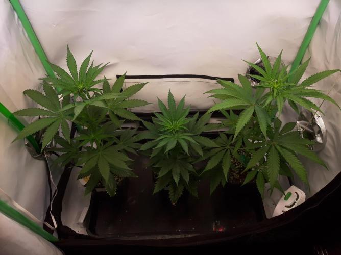 Taste the Terps 🍊. Week 11 - day 13 of flower