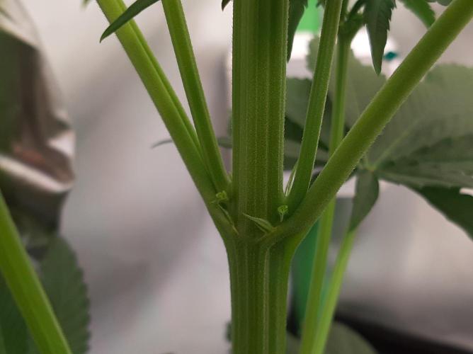 Taste the Terps 🍊. Week 11 - male flowers on mandarine jam