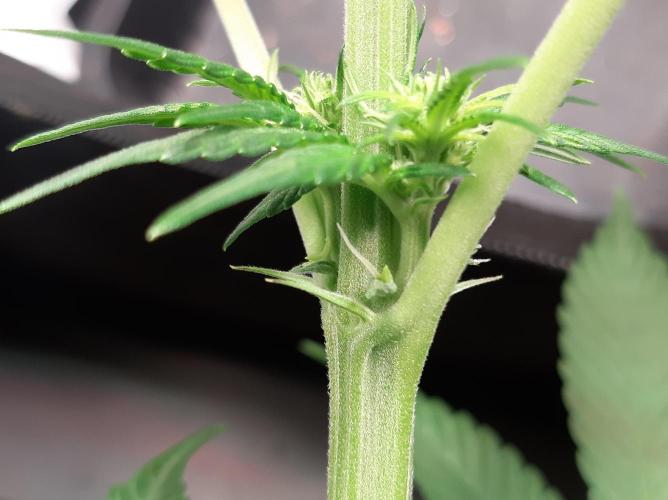 Taste the Terps 🍊. Week 11 - male flowers on mandarine jam
