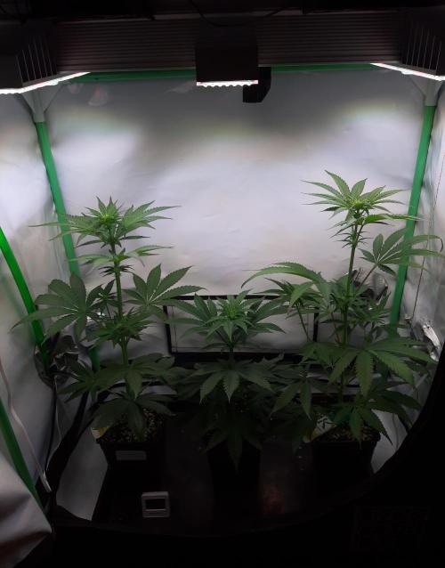 Taste the Terps 🍊. Week 11 - day 14 of flower