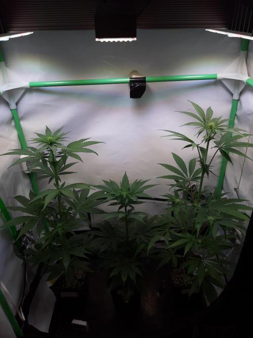 Taste the Terps 🍊. Week 11 - Day 16 of flowering