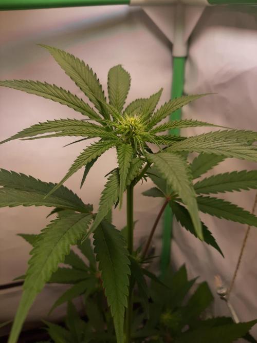 Taste the Terps 🍊. Week 11 - S&S - Day 16 of flowering