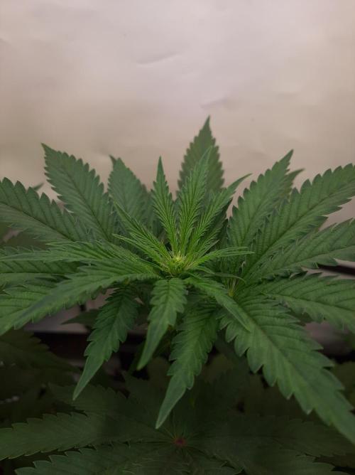 Taste the Terps 🍊. Week 11 - Orangesicle - Day 16 of flowering