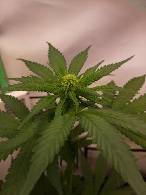 Taste the Terps 🍊. Week 11 - Mandarine Jam - Day 16 of flowering