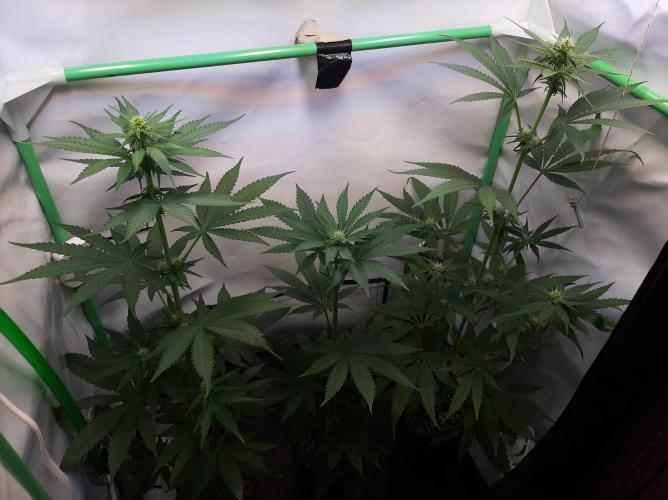 Taste the Terps 🍊. Week 12 - Day 19 of flowering