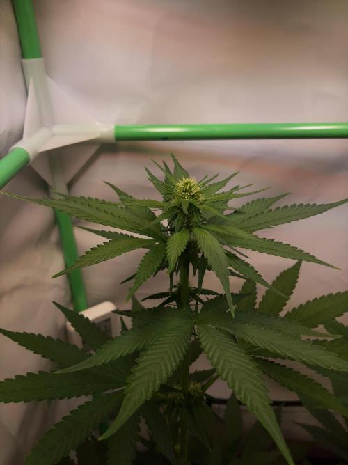 Taste the Terps 🍊. Week 12 - Day 19 of flowering - Mandarina Jam