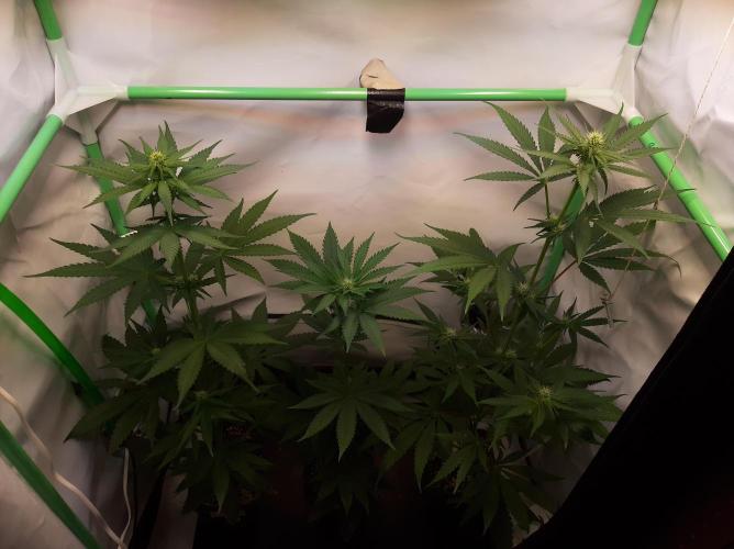 Taste the Terps 🍊. Week 12 - Day 19 of flowering