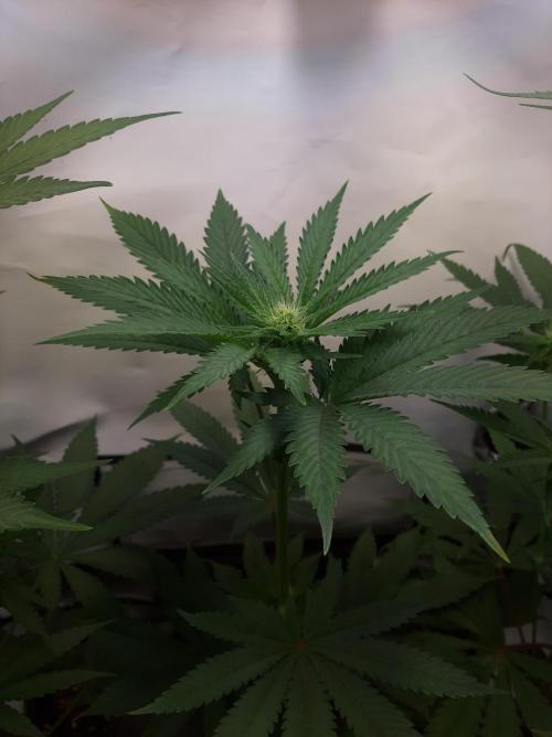 Taste the Terps 🍊. Week 12 - Day 19 of flowering - Orangesicle