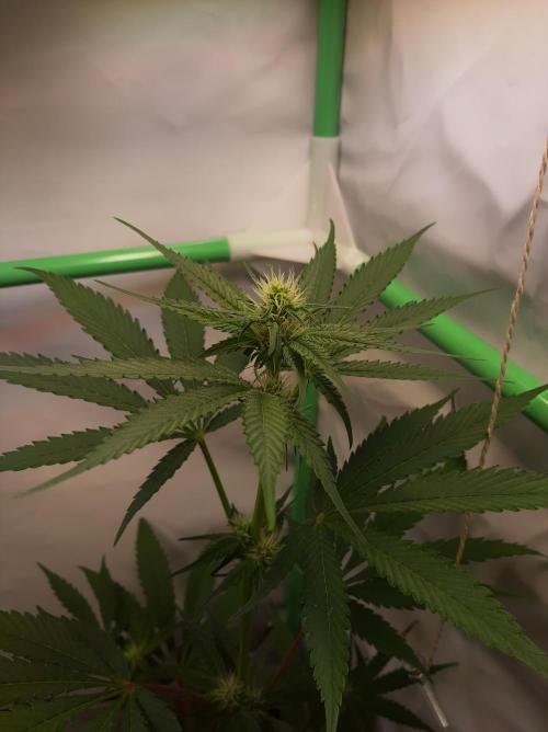 Taste the Terps 🍊. Week 12 - Day 19 of flowering - Z&Z