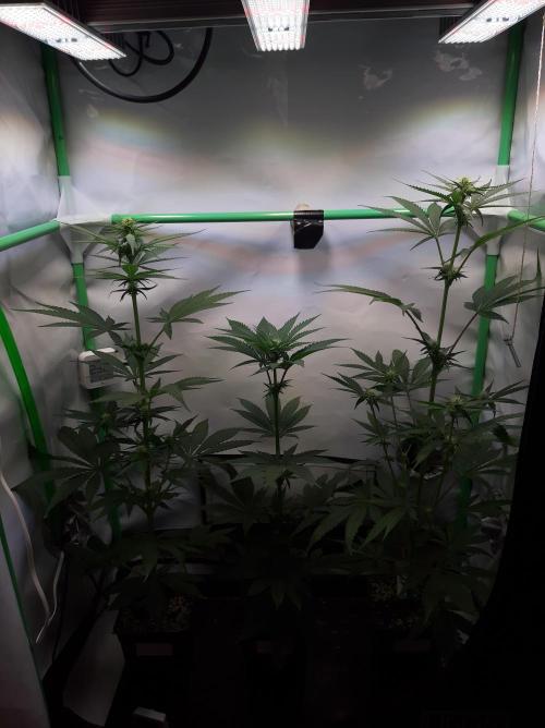 Taste the Terps 🍊. Week 12 - Day 19 of flowering