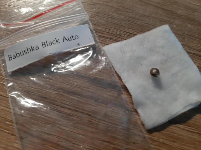 Babushka Black Auto. Week 0
