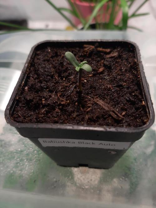 Babushka Black Auto. Week 1