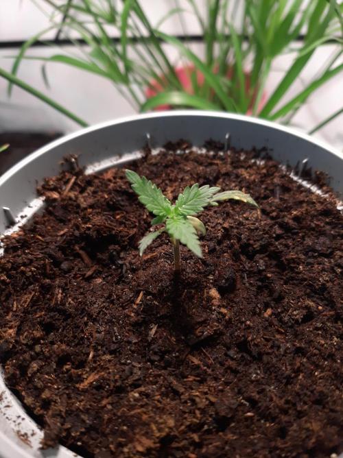 Mimosa Bruce Banner XL Auto. Week 1