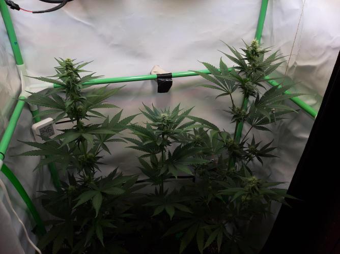 Taste the Terps 🍊. Week 12 - Day 25 of flowering