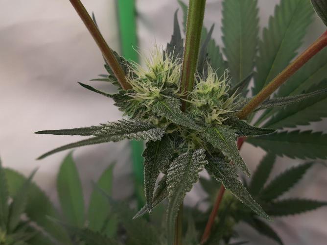 Taste the Terps 🍊. Week 12 - Day 25 of flowering - Z&Z