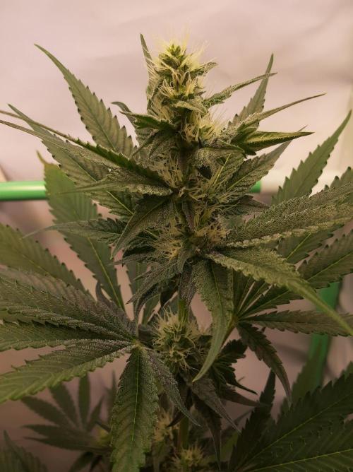 Taste the Terps 🍊. Week 12 - Day 25 of flowering - Z&Z