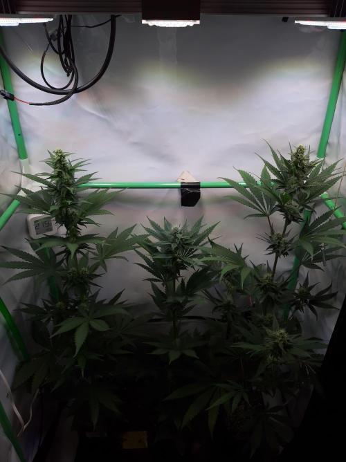 Taste the Terps 🍊. Week 13 - Day 28 of flowering - overview