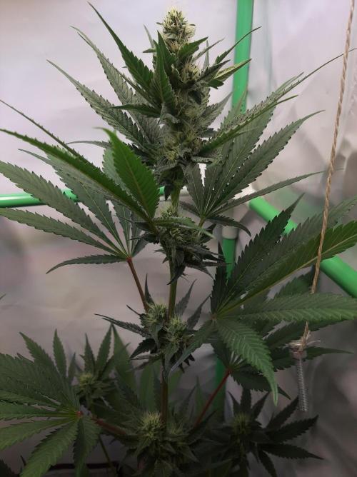 Taste the Terps 🍊. Week 13 - Day 28 of flowering - S&S