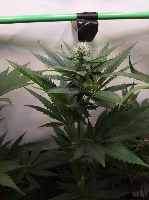 Taste the Terps 🍊. Week 13 - Day 28 of flowering - Orangesicle