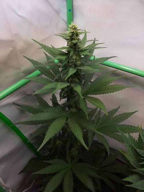 Taste the Terps 🍊. Week 13 - Day 28 of flowering - Mandarine Jam