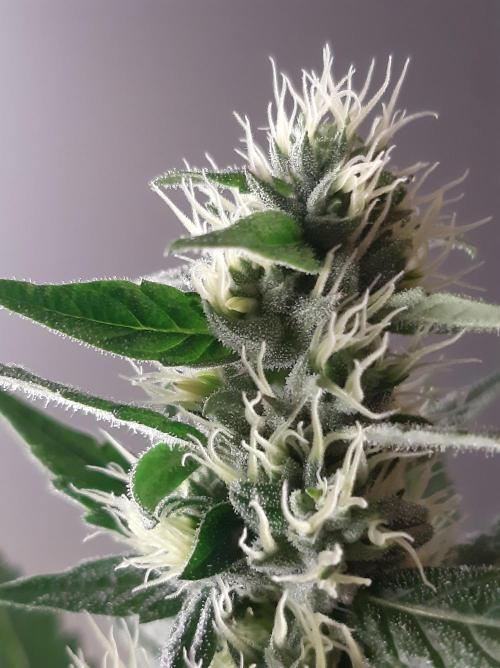 Taste the Terps 🍊. Week 14 - Mandarine Jam - male flowers