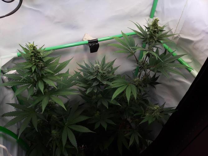 Taste the Terps 🍊. Week 14 - Day 35 of flowering