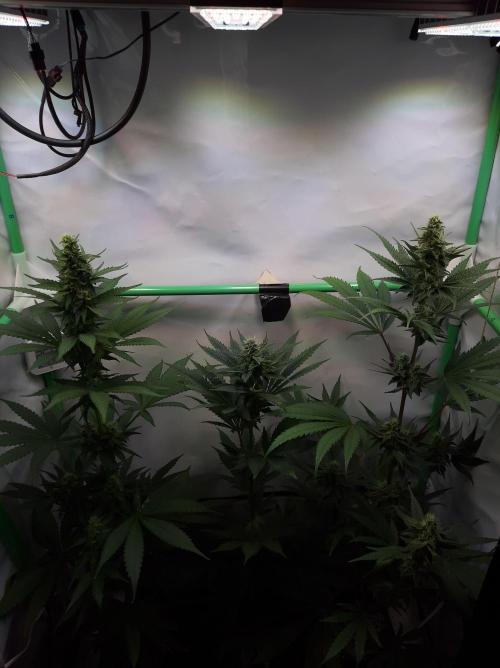 Taste the Terps 🍊. Week 14 - Day 35 of flowering