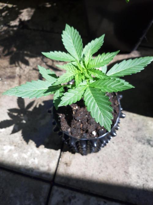 Babushka Black Auto. Week 4