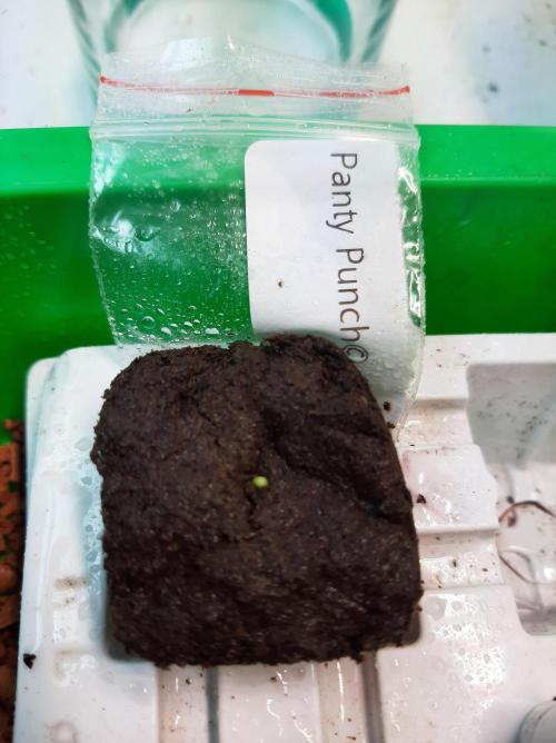 Panty Punch Auto. Week 1