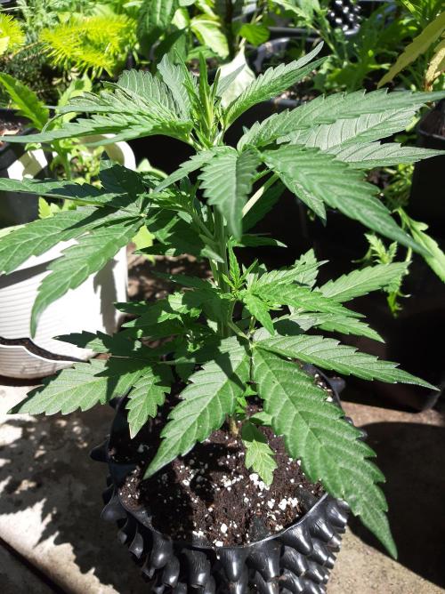 Panty Punch Auto. Week 6