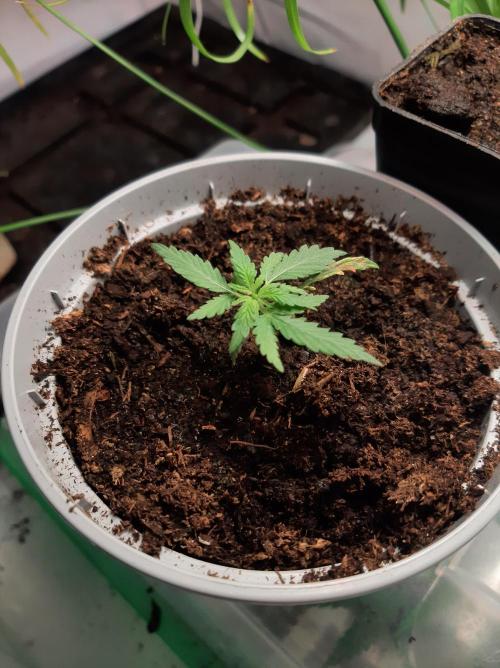 Mimosa Bruce Banner XL Auto. Week 4
